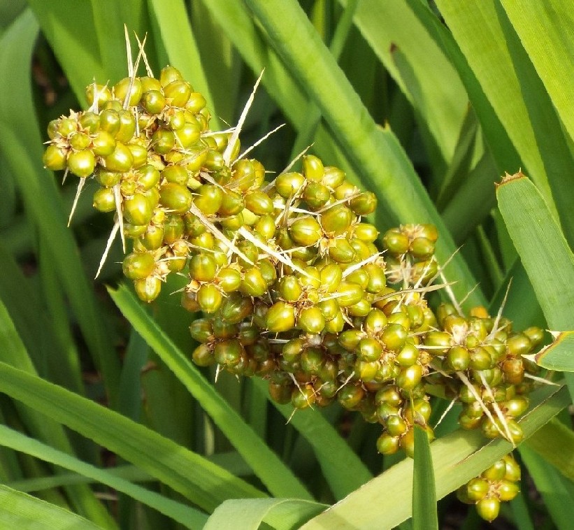 Pianta australiana:  Lomandra longifolia .(Asparagaceae)